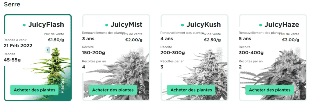 Différents investissements dans les plans de cannabis Juicy Flieds